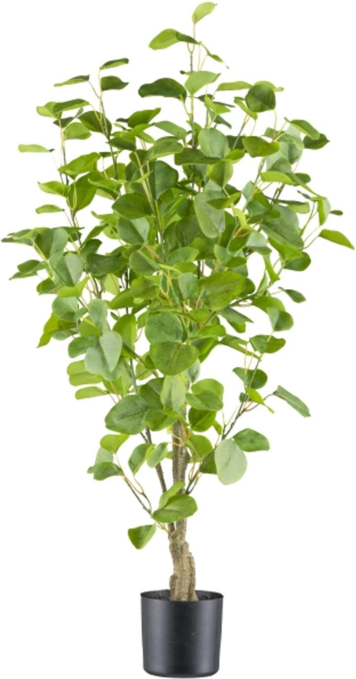 Gasper Eukalyptus im Kunststofftopf H: 90 cm