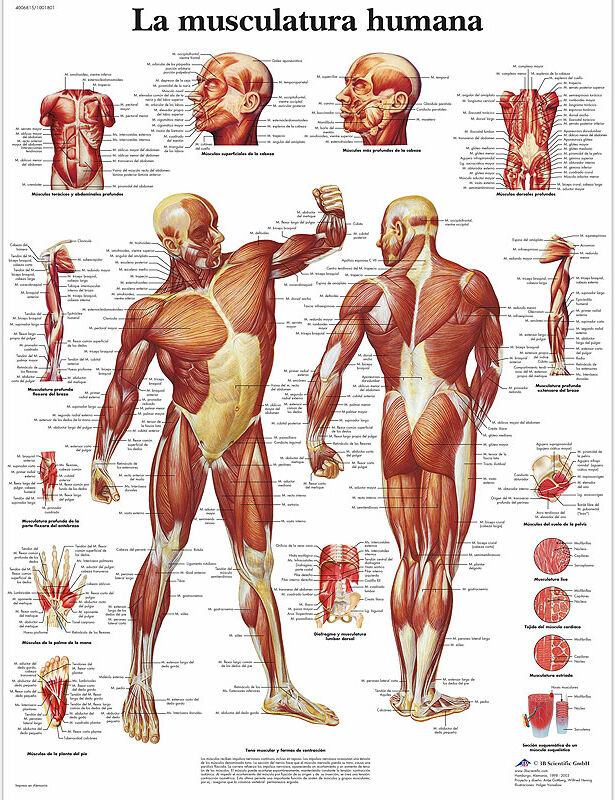 Lâmina de anatomia: Musculatura humana