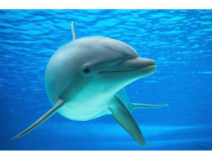 Fototapete PAPERMOON DELFINE-ZAHNWAL TIER SEE OZEAN MEER WASSER WALE ORCA , bunt, B:5m L:2,8m, Vlies, Tapeten, Fototapete