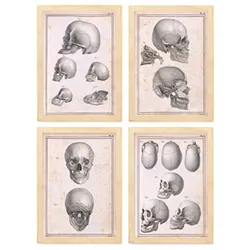 POSTER Set mit 4 Anatomie von Köpfen und Totenköpfen A4 Rahmen aus hellem Holz