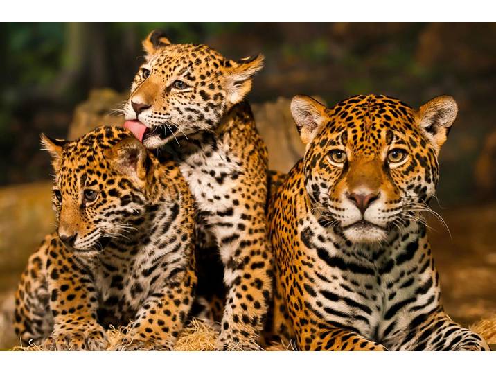 Papermoon Leoparden Familie