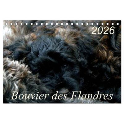Bouvier des Flandres (Tischkalender 2026 DIN A5 quer), CALVENDO Monatskalender