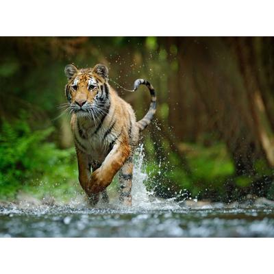Fototapete PAPERMOON "Siberian Amur Tiger", bunt, B:2,5m L:1,86m, Vlies, Tapeten