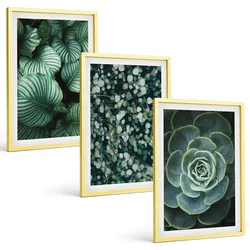 BILDER SET 3er Set - 40x60 cm Goldrahmen - Sukkulenten im Stil grüner Blätter