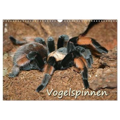 Vogelspinnen (Wandkalender 2026 DIN A3 quer), CALVENDO Monatskalender