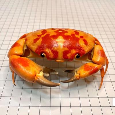 Inspire Select Real Crab Specimen Display Handcrafted Preserved Crab Ornament For Collectors & Unique Home Decor without Cover 3