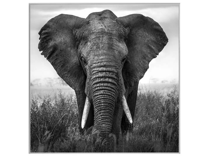Bild mit Rahmen Grosser Elefant image LAND