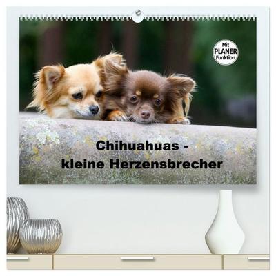 Chihuahuas - kleine Herzensbrecher (hochwertiger Premium Wandkalender 2027 DIN A2 quer), Kunstdruck in Hochglanz