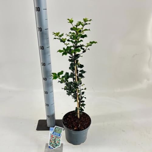 Ilex meserveae 'Blue Princess' - Blauw - 50-60 cm in pot