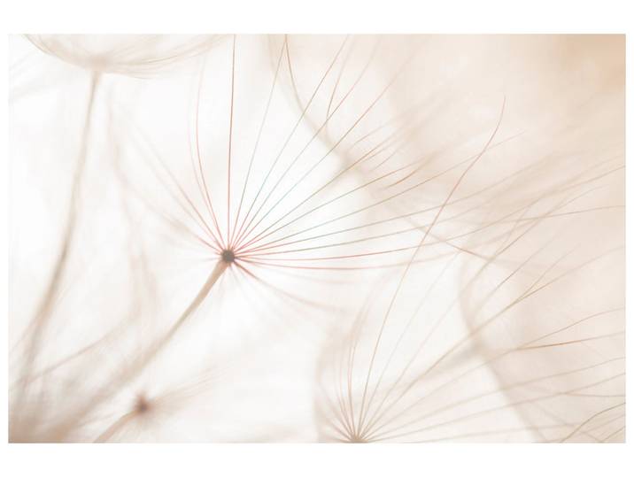 Alubild Pusteblume 2 image LAND