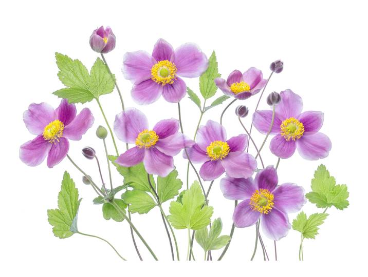 Fototapete PAPERMOON Photo-Art MANDY DISHER, ANEMONE 'HADSPEN FÜLLE' , bunt, B:5m L:2,8m, Vlies, Tapeten, Fototapete