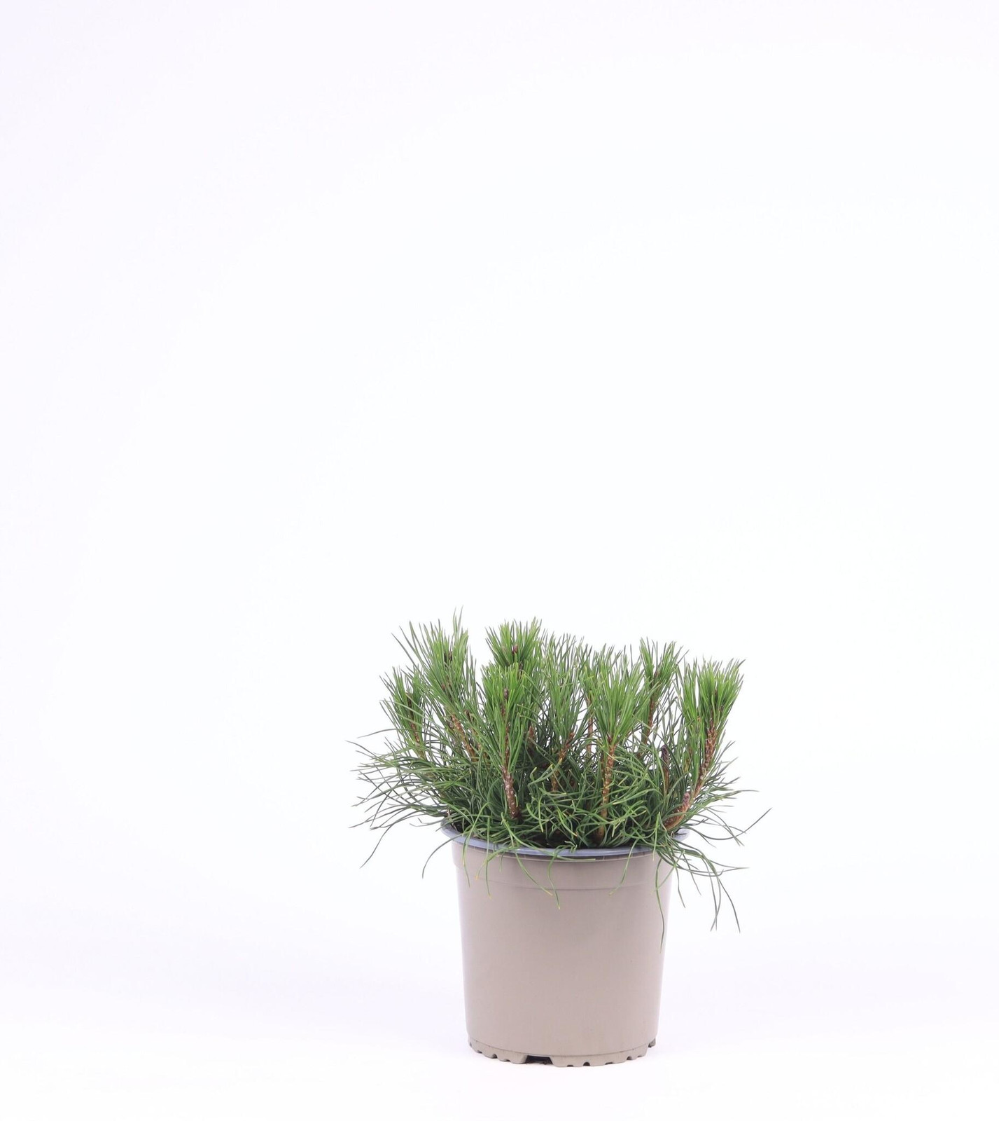JUNAVERA Pinus mugo var. pumilio Dwergbergden, 15 cm hoog, in 15 cm pot, Groenblijvende den