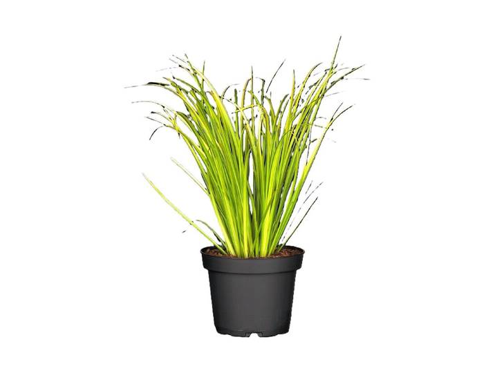 Zwergkalmus Acorus gramineus Ø12cm