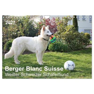 Berger Blanc Suisse - Weißer Schweizer Schäferhund (Wandkalender 2027 DIN A4 quer), CALVENDO Monatskalender