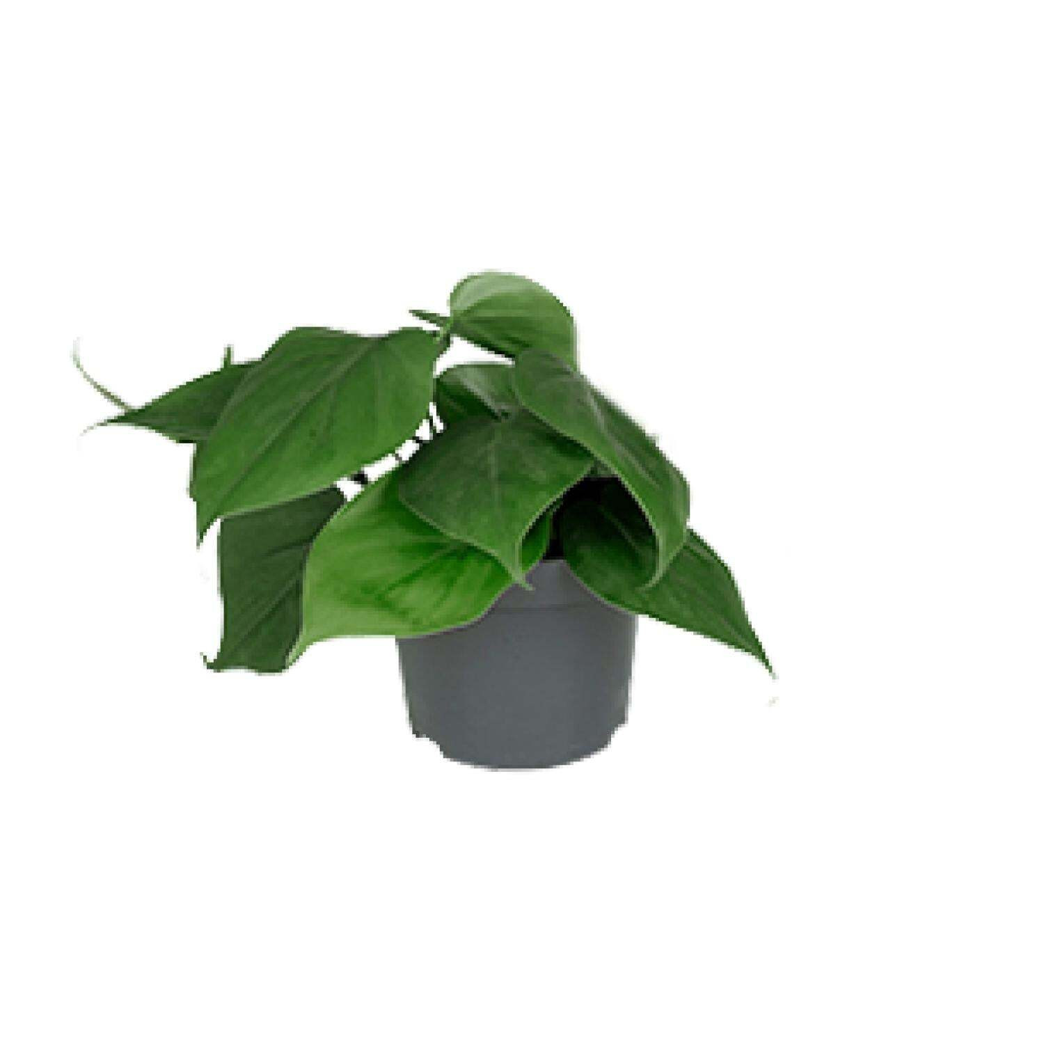 Philodendron Scandens van MEERGroothandel, Pothoogte: 15 cm, Diameter: 12 cm
