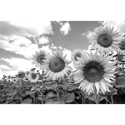 Fototapete PAPERMOON "Sonnenblumen Schwarz & Weiß", schwarz (schwarz, weiß), B:2,5m L:1,86m, Vlies, Tapeten