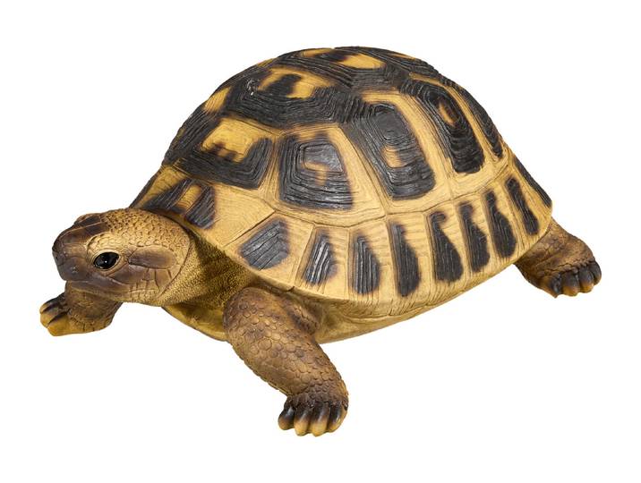 Vivid Landschildkröte 12 × 18.5 × 28 cm