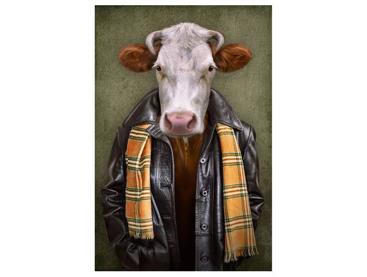 Alubild Rind mit Lederjacke image LAND