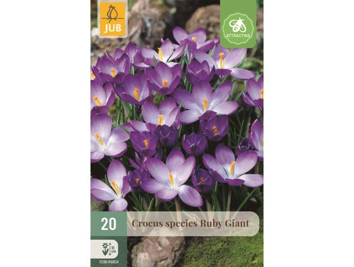 Krokus Ruby Giant 20 bollen
