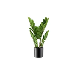 Zamifolia getopft   , grün , Kunststoff , Maße (cm): H: 45