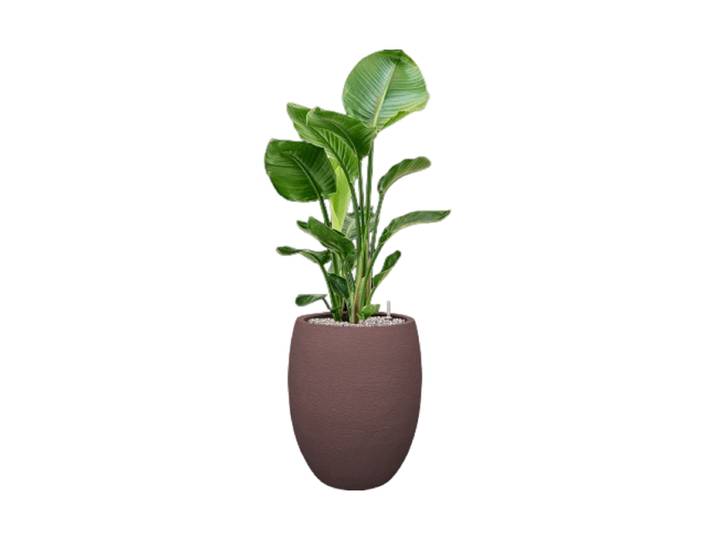 Pflanzen Arrangement „Strelitzia nicolai in Terreno“ Baq Design