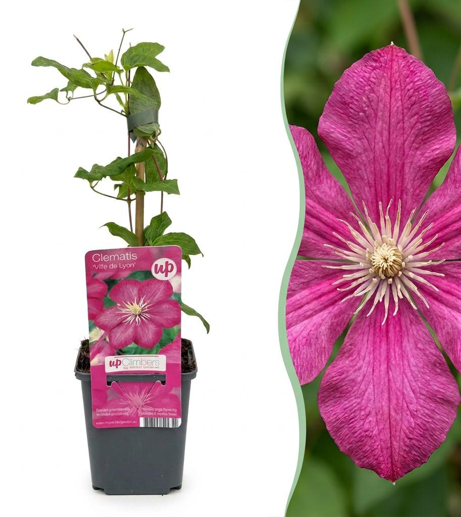 Clematis Ville de Lyon Bosrank Rood Klimplant 2 stuks Pflanzenboutique