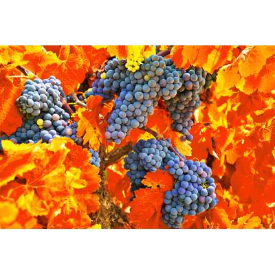Fototapete PAPERMOON "TRAUBEN-STRAUBE-WEIN PFLANZEN MUSTER DEKOR BLUMEN MAKRO", bunt, B:3,5m L:2,6m, Vlies, Tapeten