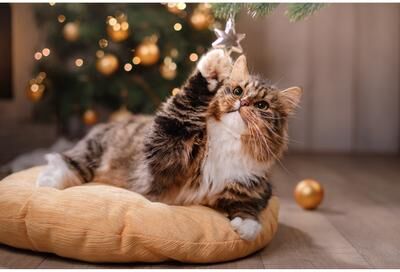 IH Casa Decor Plastic Placemat Cat Playing with Ornament- Set of 12