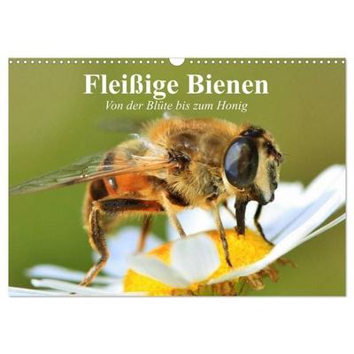 Fleißige Bienen. Von der Blüte bis zum Honig (Wandkalender 2027 DIN A3 quer), CALVENDO Monatskalender