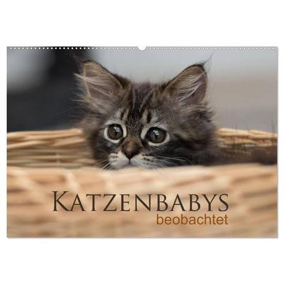 Katzenbabys beobachtet (Wandkalender 2027 DIN A2 quer), CALVENDO Monatskalender