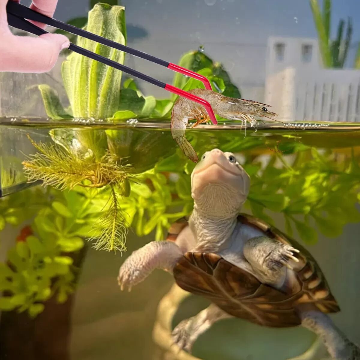 INF Regenbogenfarbene, abgewinkelte Futterpinzette für Reptilien - Edelstahl Futterzange