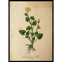 POSTER Pilewort. A4 Rahmenlos