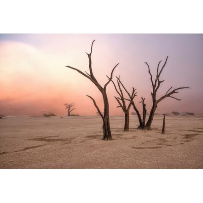 Fototapete PAPERMOON "Photo-Art GIUSEPPE DAMICO, NEBEL IN DEADVLEI", bunt, B:3,5m L:2,6m, Vlies, Tapeten