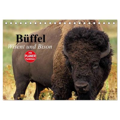 Büffel. Wisent und Bison (Tischkalender 2026 DIN A5 quer), CALVENDO Monatskalender