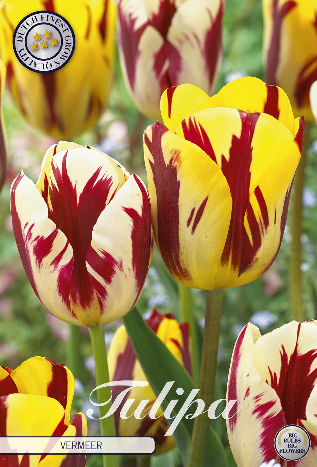 Sam van Schooten Tulpenbollen Vermeer (10 stuks)
