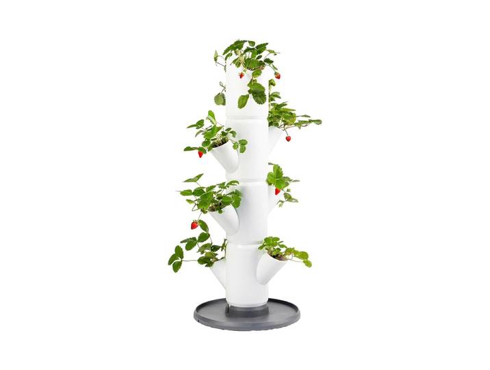 Gusta 100569 SISSI STRAWBERRY Aufzuchttöpfe Weiss