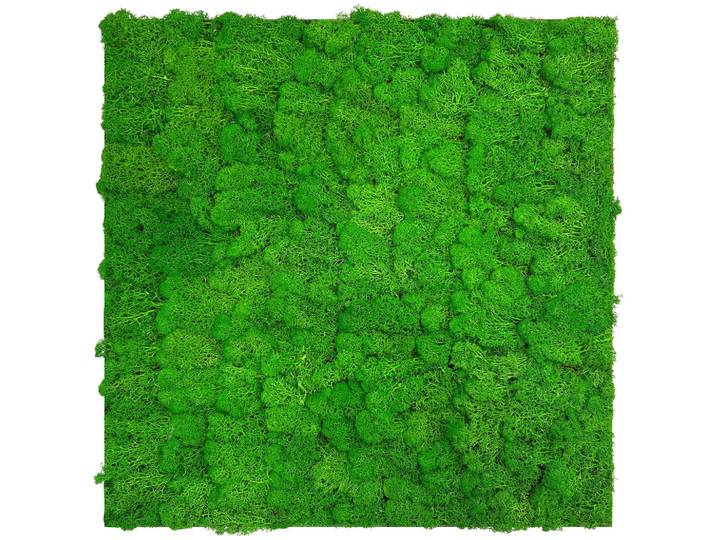 P & B Akustikpaneel Modular Wall System Moos, Grün, Naturmaterialien, 52x52x4 cm, Handmade Quality, Tapeten & Wandverkleidungen, Akustikpaneele