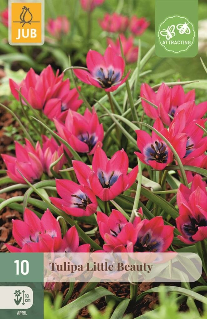 Jub Tulp Little Beauty 10 bollen