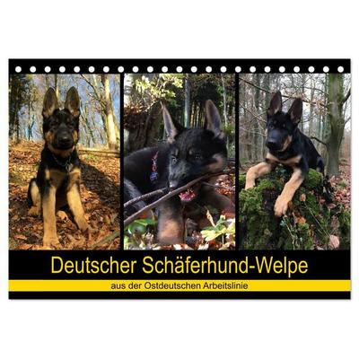 Deutscher Schäferhund-Welpe - aus der Ostdeutschen Arbeitslinie (Tischkalender 2027 DIN A5 quer), CALVENDO Monatskalender