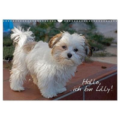 Hallo, ich bin Lilly (Wandkalender 2027 DIN A3 quer), CALVENDO Monatskalender