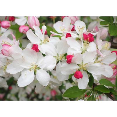Fototapete PAPERMOON "WEIßE KIRSCH-BLÜTEN-BLUMEN PFLANZEN DEKOR NATUR MUSTER", bunt, B:5m L:2,8m, Vlies, Tapeten