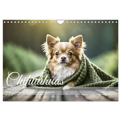Chihuahuas - Kleine Hunde - große Temperamentbündel (Wandkalender 2026 DIN A4 quer), CALVENDO Monatskalender