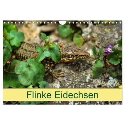 Flinke Eidechsen (Wandkalender 2027 DIN A4 quer), CALVENDO Monatskalender