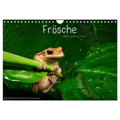 Frösche (Wandkalender 2027 DIN A4 quer), CALVENDO Monatskalender