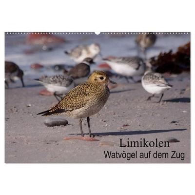 Limikolen Watvögel auf dem Zug (Wandkalender 2027 DIN A2 quer), CALVENDO Monatskalender
