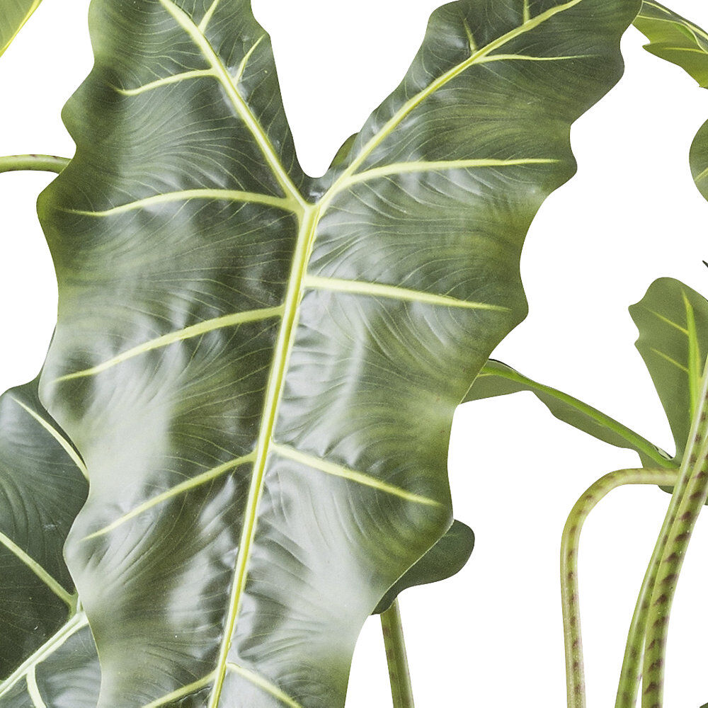 kaiserkraft Alocasia zebrina sarian, Kunststofftopf, Höhe 1600 mm