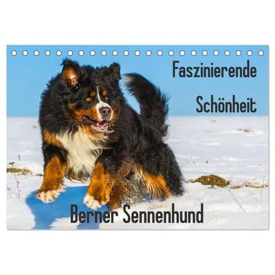 Faszinierende Schönheit Berner Sennenhund (Tischkalender 2027 DIN A5 quer), CALVENDO Monatskalender