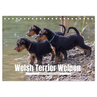 Welsh Terrier Welpen - Kleine Pfoten, großes Glück (Tischkalender 2027 DIN A5 quer), CALVENDO Monatskalender