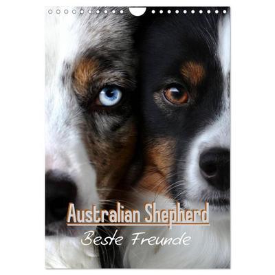 Australian Shepherd - Beste Freunde (Wandkalender 2026 DIN A4 hoch), CALVENDO Monatskalender