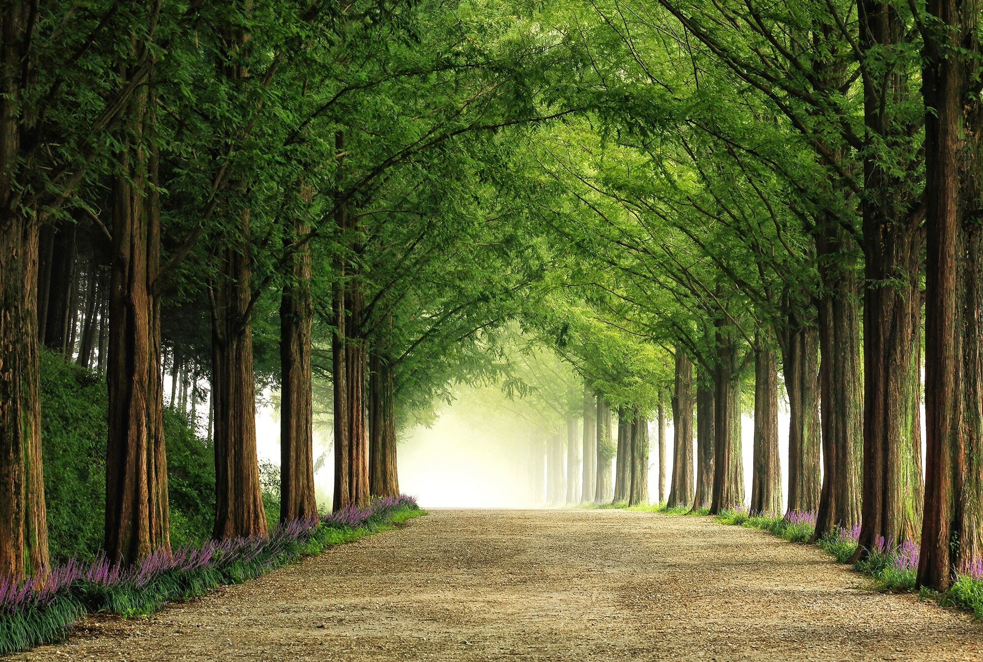 Fototapete PAPERMOON "Photo-Art TIGER SEO, METASEQUOIA ROAD", bunt, B:4m L:2,6m, Vlies, Tapeten, Fototapete bunt B/L: 4m x 2,6m, Bahnen: 8 Stk.